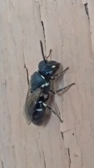 Hylaeus leptocephalus