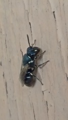 Hylaeus leptocephalus