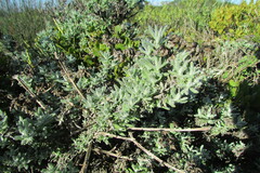 Helichrysum revolutum