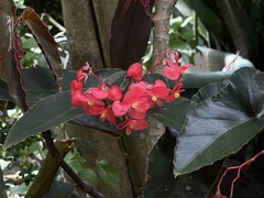 Begonia coccinea