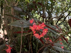 Begonia coccinea