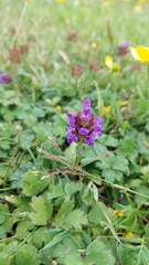 Prunella vulgaris