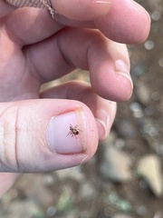 Rhipicephalus pulchellus