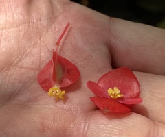 Begonia coccinea