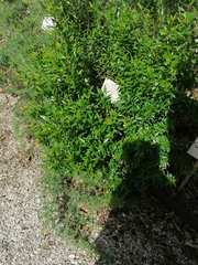 Myrtus communis tarentina