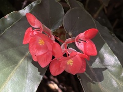 Begonia coccinea