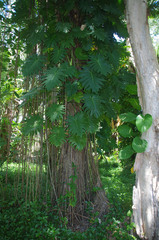 Philodendron lacerum