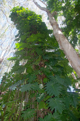 Philodendron lacerum