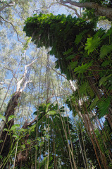 Philodendron lacerum