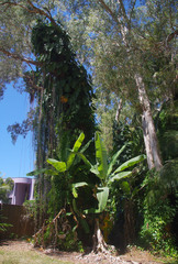 Philodendron lacerum