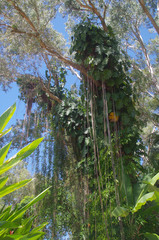 Philodendron lacerum