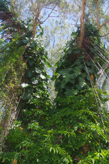 Philodendron lacerum