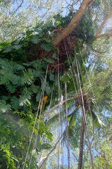 Philodendron lacerum