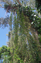 Philodendron lacerum