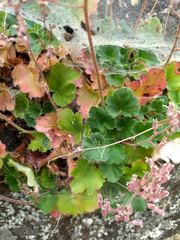 Heuchera hirsutissima