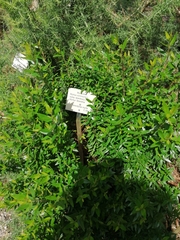 Myrtus communis tarentina