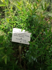 Myrtus communis tarentina