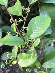 Davilla