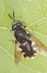Stratiomys singularior