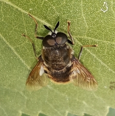 Stratiomys singularior