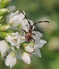 Coreus marginatus