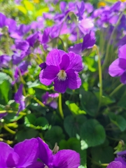 Viola odorata