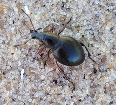 Otiorhynchus atroapterus