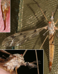 Tipula scripta