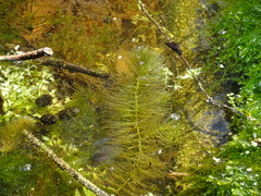 Ceratophyllum submersum