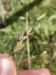 Bromus hordeaceus pseudothominii