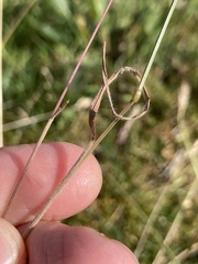 Bromus hordeaceus pseudothominii