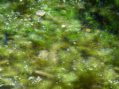 Ceratophyllum submersum