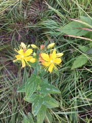 Hypericum graveolens