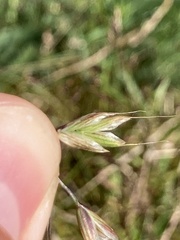 Bromus hordeaceus pseudothominii