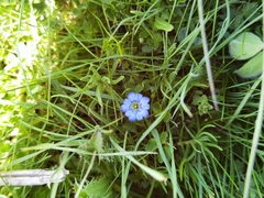 Gentiana aristata