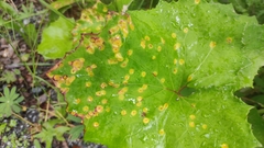 Puccinia poarum
