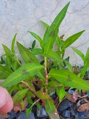 Persicaria maculosa