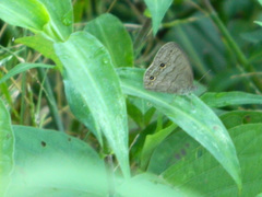 Cissia
