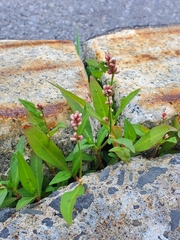 Persicaria maculosa