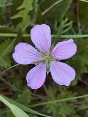 Geranium pylzowianum