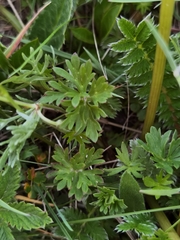 Geranium pylzowianum
