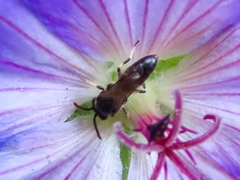 Hylaeus leptocephalus