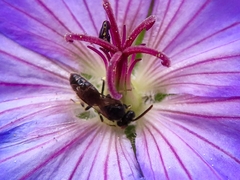 Hylaeus leptocephalus