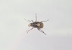 Sphinctotropis paviei