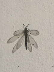 Distoleon tetragrammicus