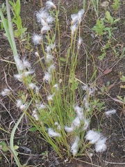 Trichophorum alpinum