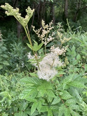 Filipendula ulmaria