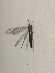 Distoleon tetragrammicus