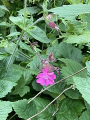 Silene dioica