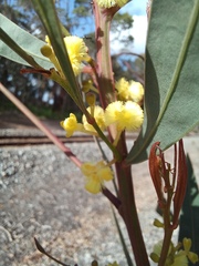 Acacia myrtifolia